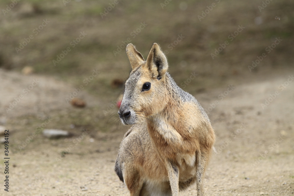 Mara in Nahaufnahme