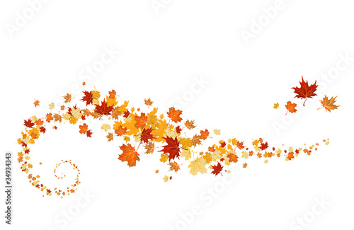 Swirl of maple leaves