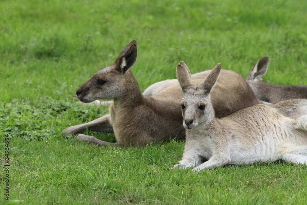 Känguru in Nahaufnahme