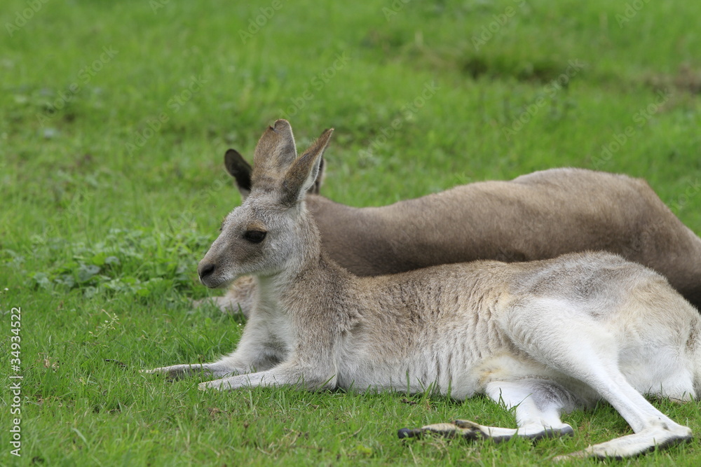 Känguru in Nahaufnahme Känguru in Nahaufnahme
