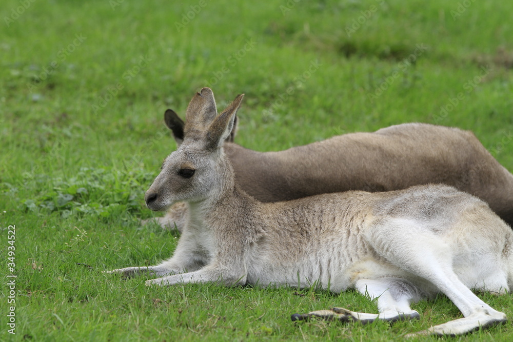 Känguru in Nahaufnahme