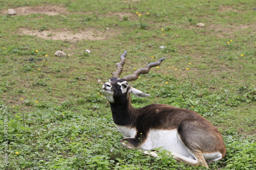 Hirschziegenantilope in Nahaufnahme photo