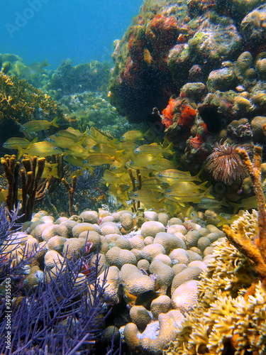 Colorful Caribbean coral reef underwater with a shoal of french grunt fish, Bocas del Toro, Panama, Central America