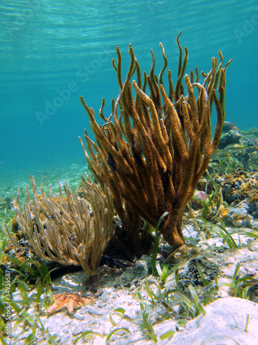 Gorgonian sea rod coral, Plexaura homomalla, underwater in the Caribbean sea, Mexico photo