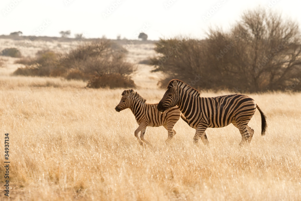 Naklejka premium Steppenzebras (Equus Quagga) in der Kalahari, Namibia