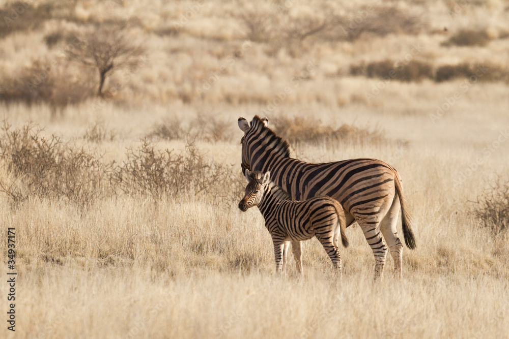 Naklejka premium Steppenzebras (Equus Quagga) in der Kalahari, Namibia