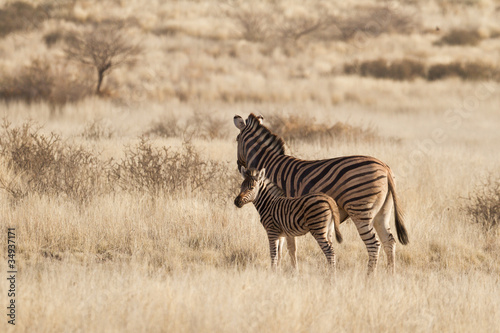 Steppenzebras  Equus Quagga  in der Kalahari  Namibia