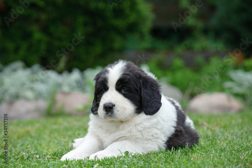 Fototapeta Naklejka Na Ścianę i Meble -  Little Landseer puppy portrait