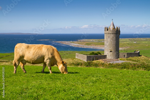 Doonagore castle with Irish cow near Doolin - Ireland