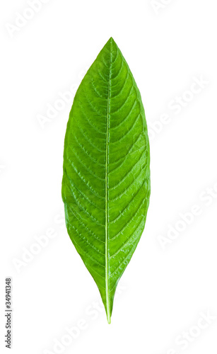 green leaf