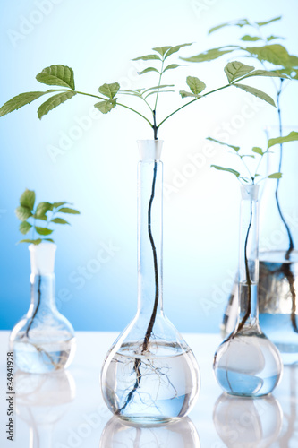 Plants in test tubes in laboratory