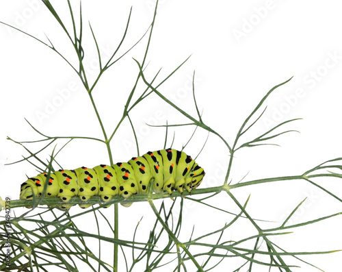 Caterpillar on grass isolated on white background