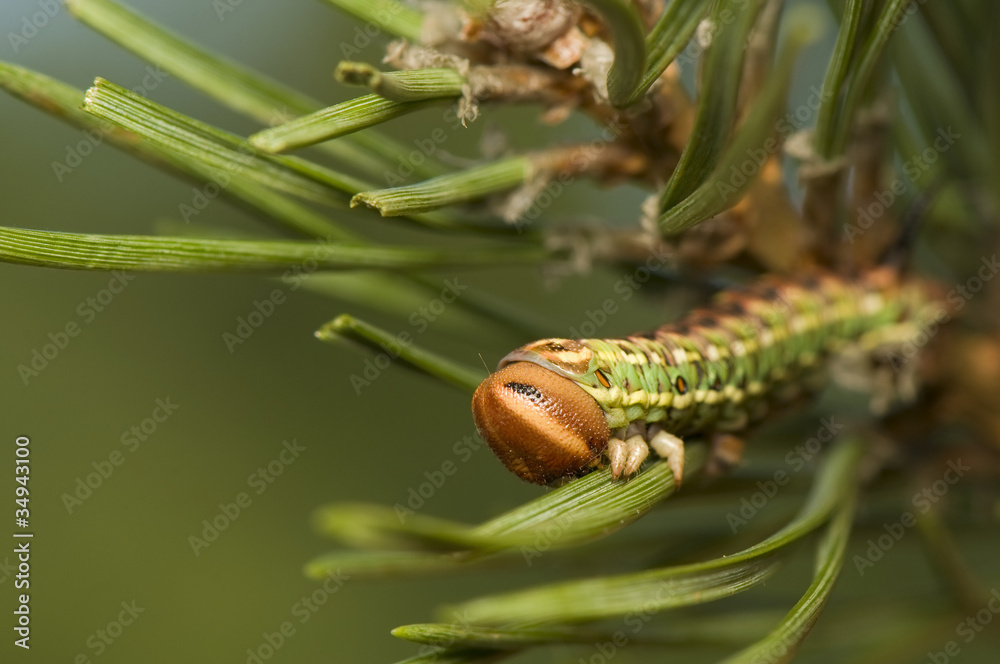 Sphinx pinastri syn. Hyloicus pinastri Sphinx pinastri syn. Hyloicus pinastri