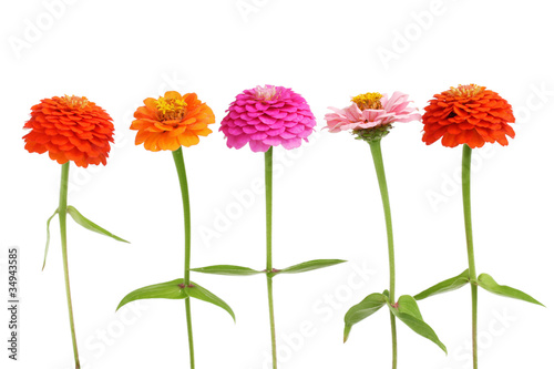 Row of Zinnia flowers photo
