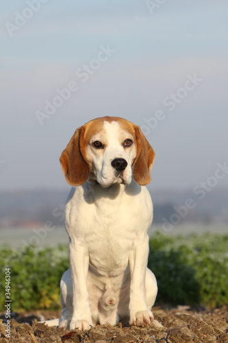 chiot beagle assis de face