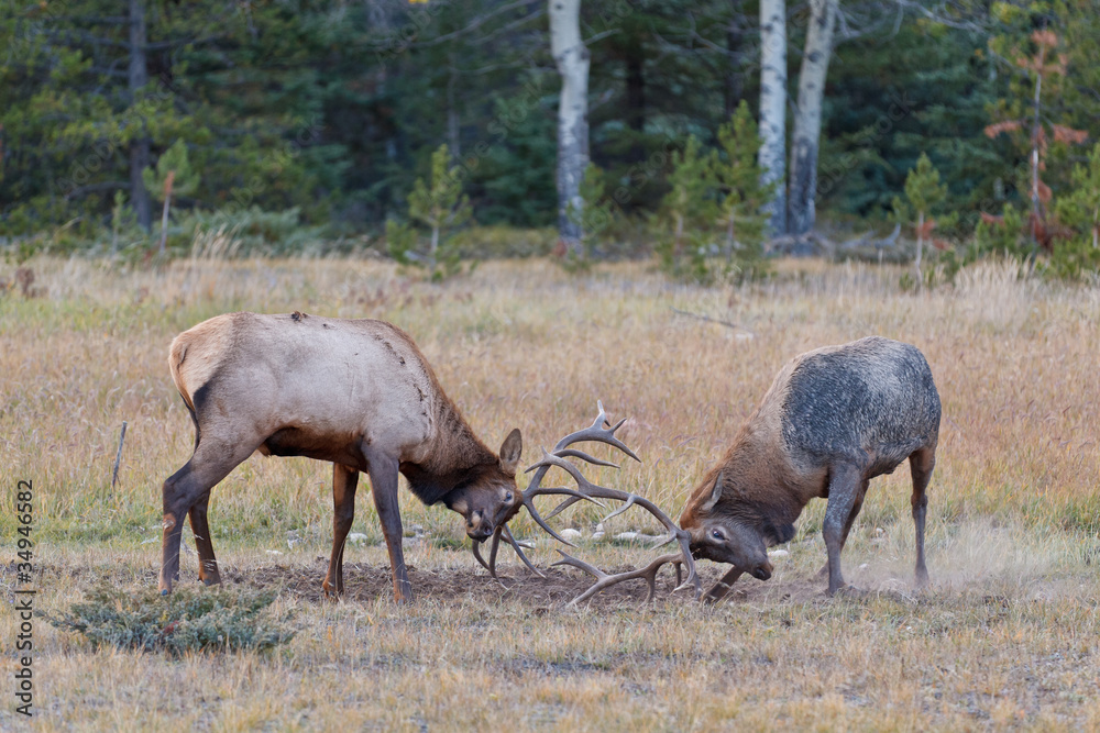 Bull Elks fighting