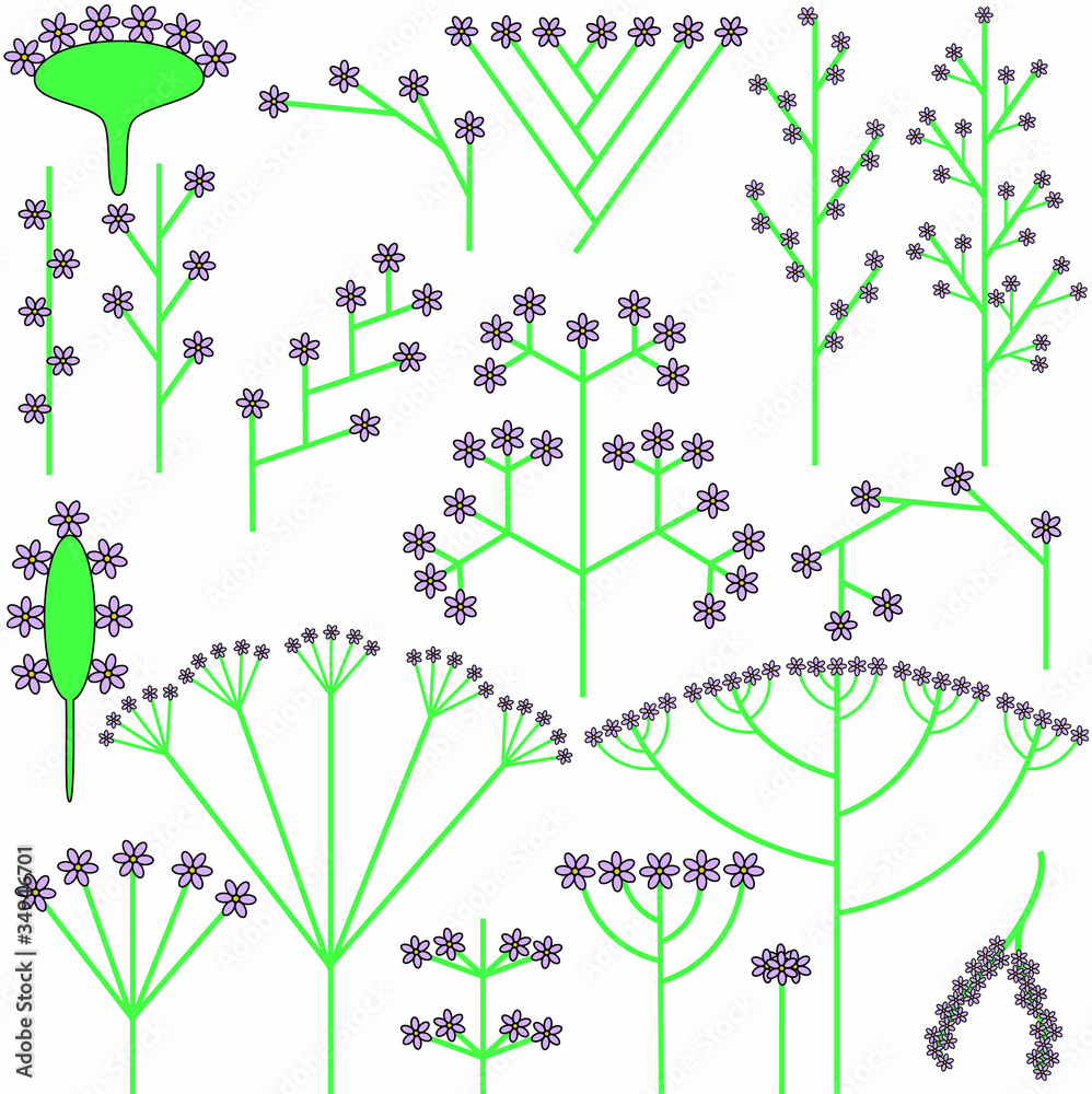 Most common flower inflorescence types (schemes) - obrazy, fototapety, plakaty 