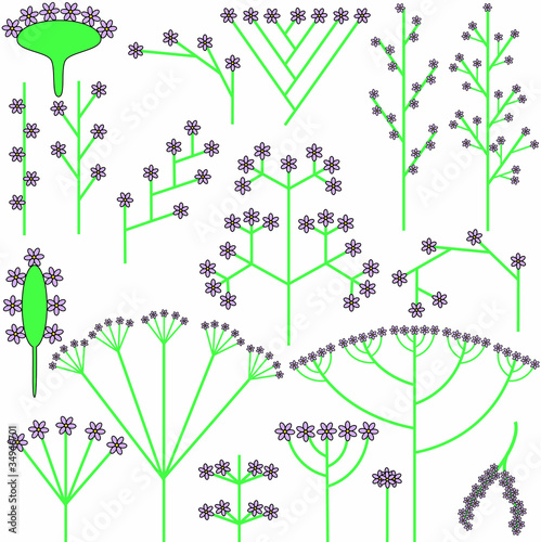 Most common flower inflorescence types (schemes)
