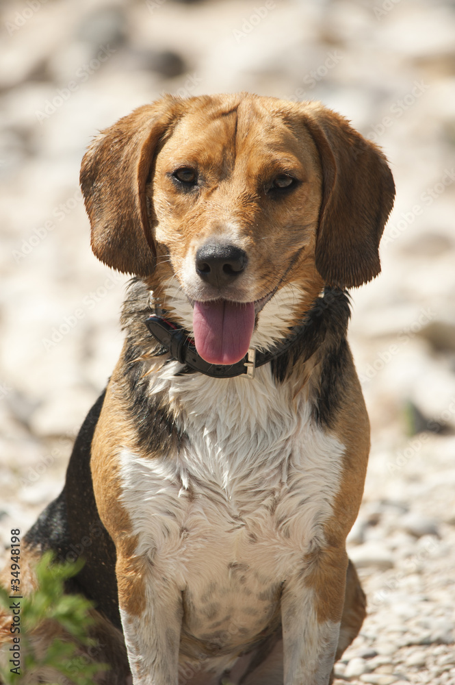 cane bagnato cane bagnato