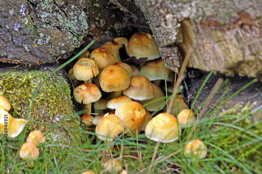 Waldpilze Waldpilze