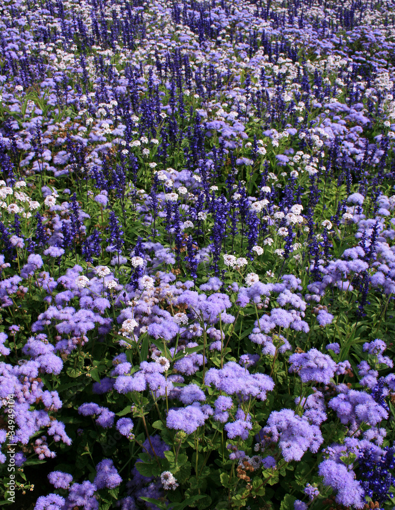 blumen blumen
