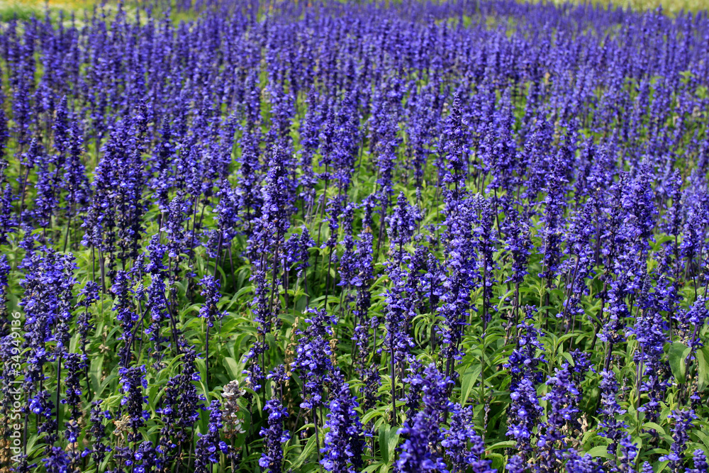 Naklejka premium blumen