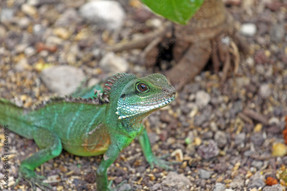 Fototapeta premium Leguan