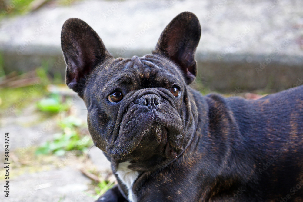 französische Bulldogge