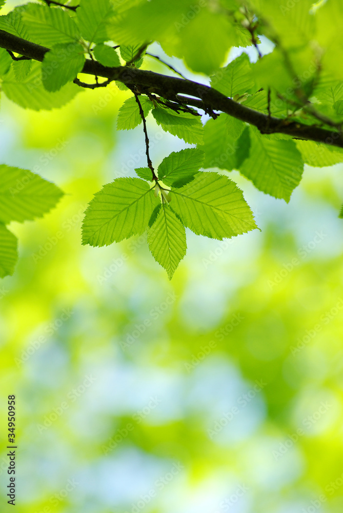 green leaves