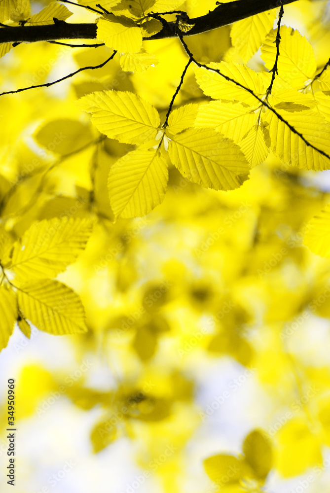 autumn leaves autumn leaves