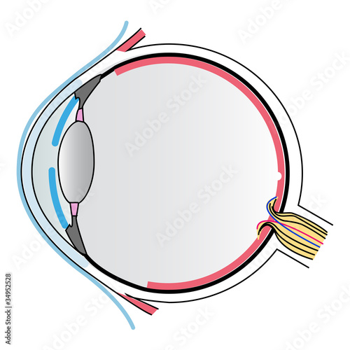 Eye anatomy