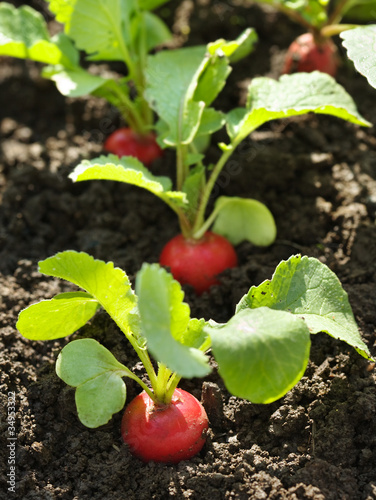 Red radish in bed