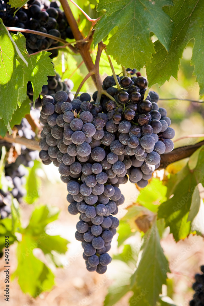 Fototapeta premium Uva delle langhe