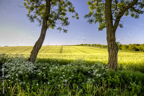 Getreidefeld in Brandenburg photo