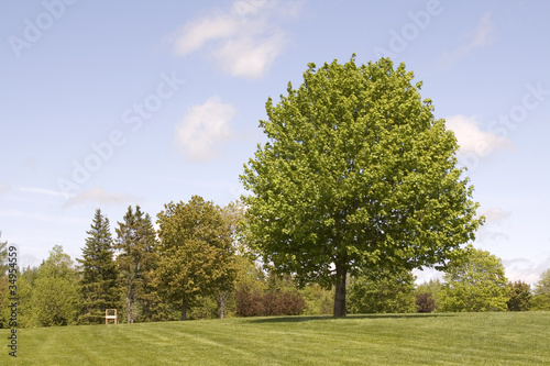 Tree in a Field