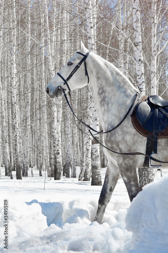 horse in winter forest
