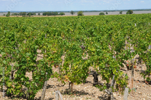 vignoble du Clos Léoville Lascases photo