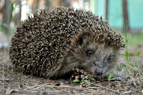 a hedgehog running on the grass looks straight into the frame