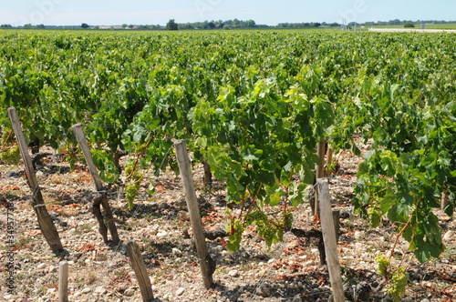 vignoble du Clos Léoville Lascases photo