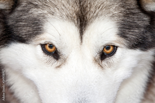 Mirada de un Husky photo