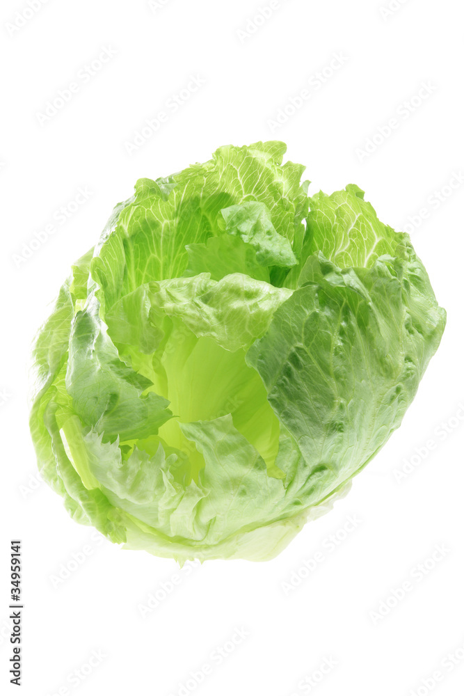 iceberg lettuce iceberg lettuce