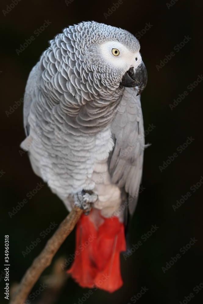 Obraz premium African Grey Parrot