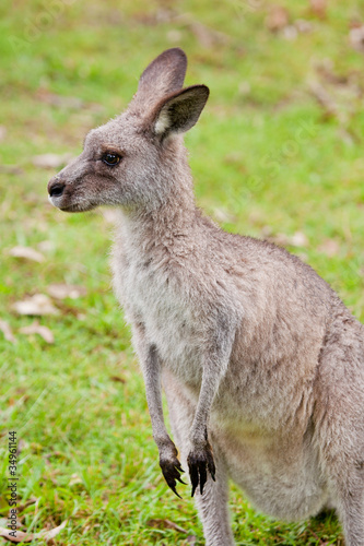 Fototapeta Naklejka Na Ścianę i Meble -  Australian kangaroo