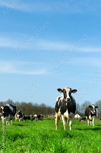 Fotografering Cows in Dutch landscape