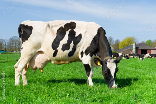 Cows in Dutch landscape