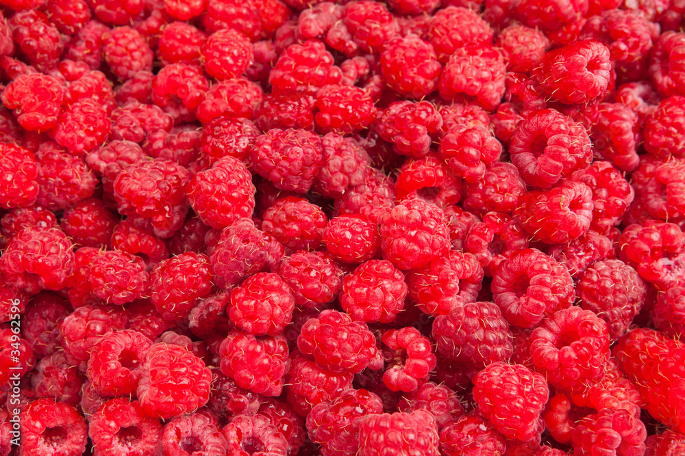 Rasberry background from many ripe berries close up, shallow dee Rasberry background from many ripe berries close up, shallow dee