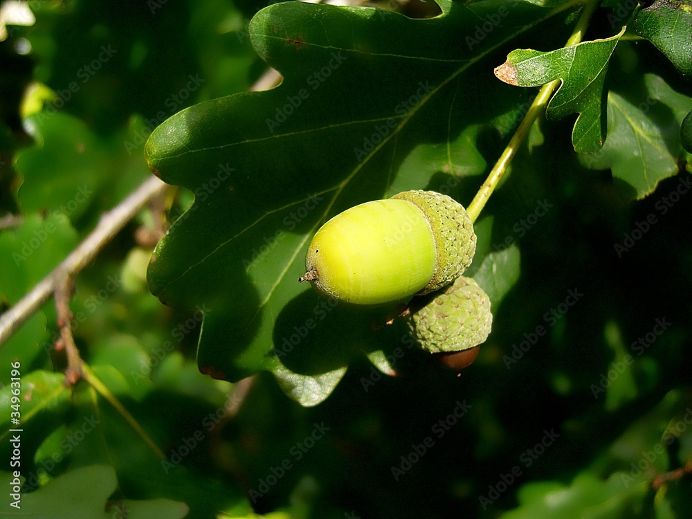 Obraz premium Eichel