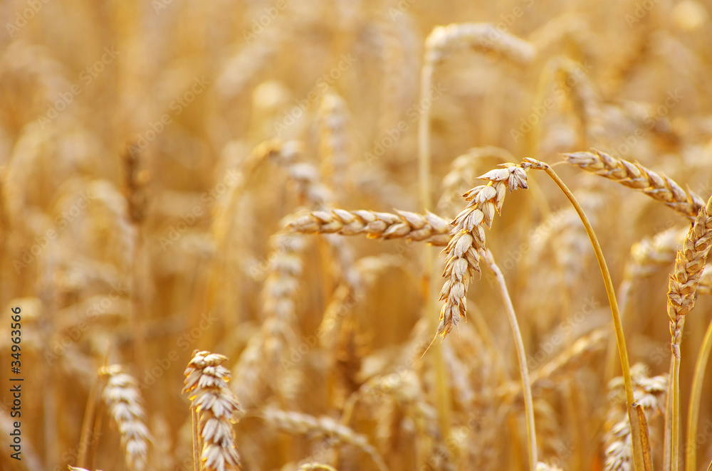 Fototapeta premium wheat field