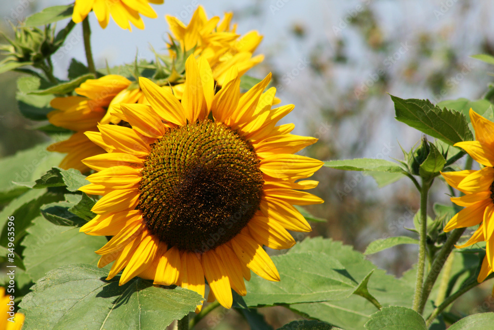 Obraz premium Sonnenblume