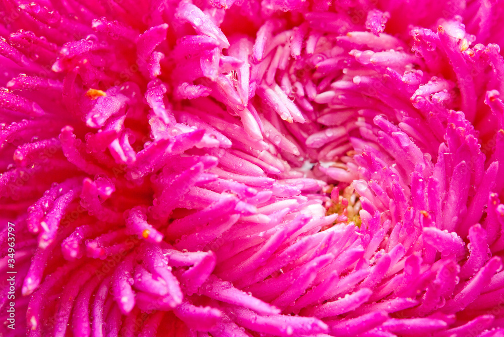 Close up of pink aster flower